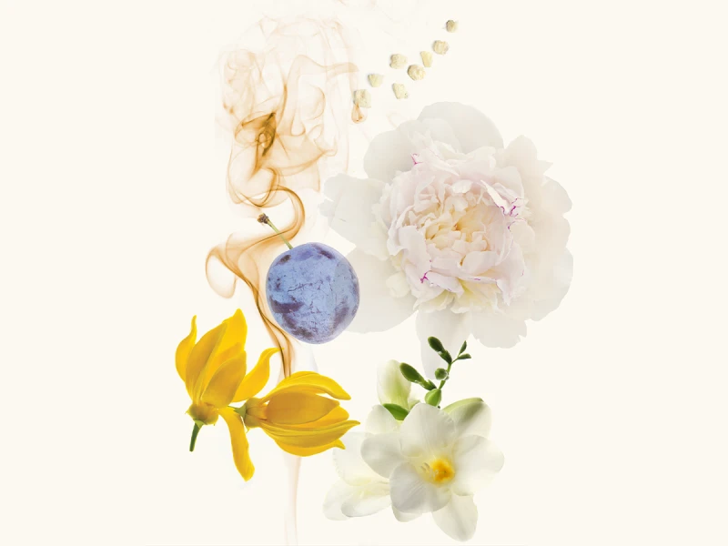 WIDIAN Rose Arabia: White EDP
